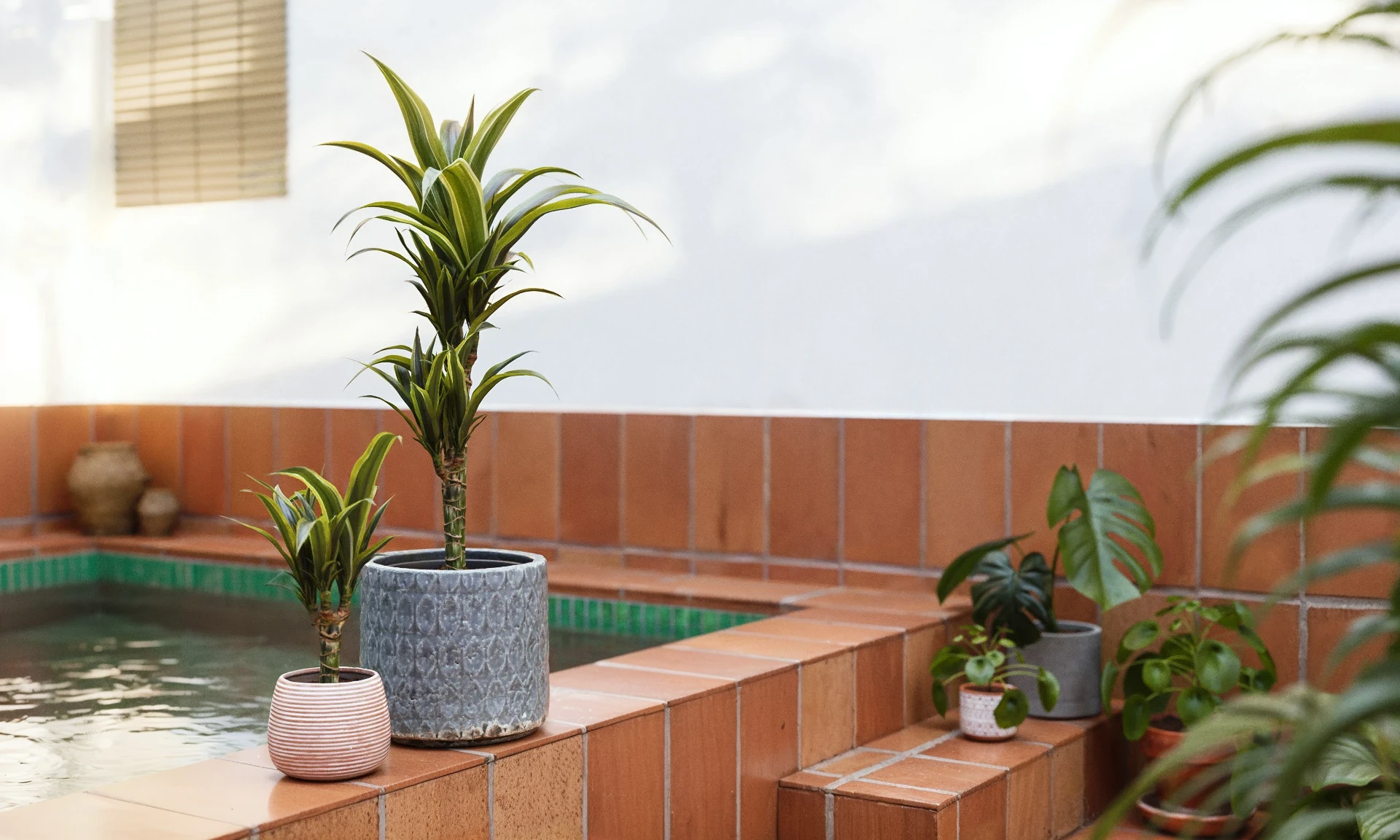 Render 3D. Plantas en un patio interior.